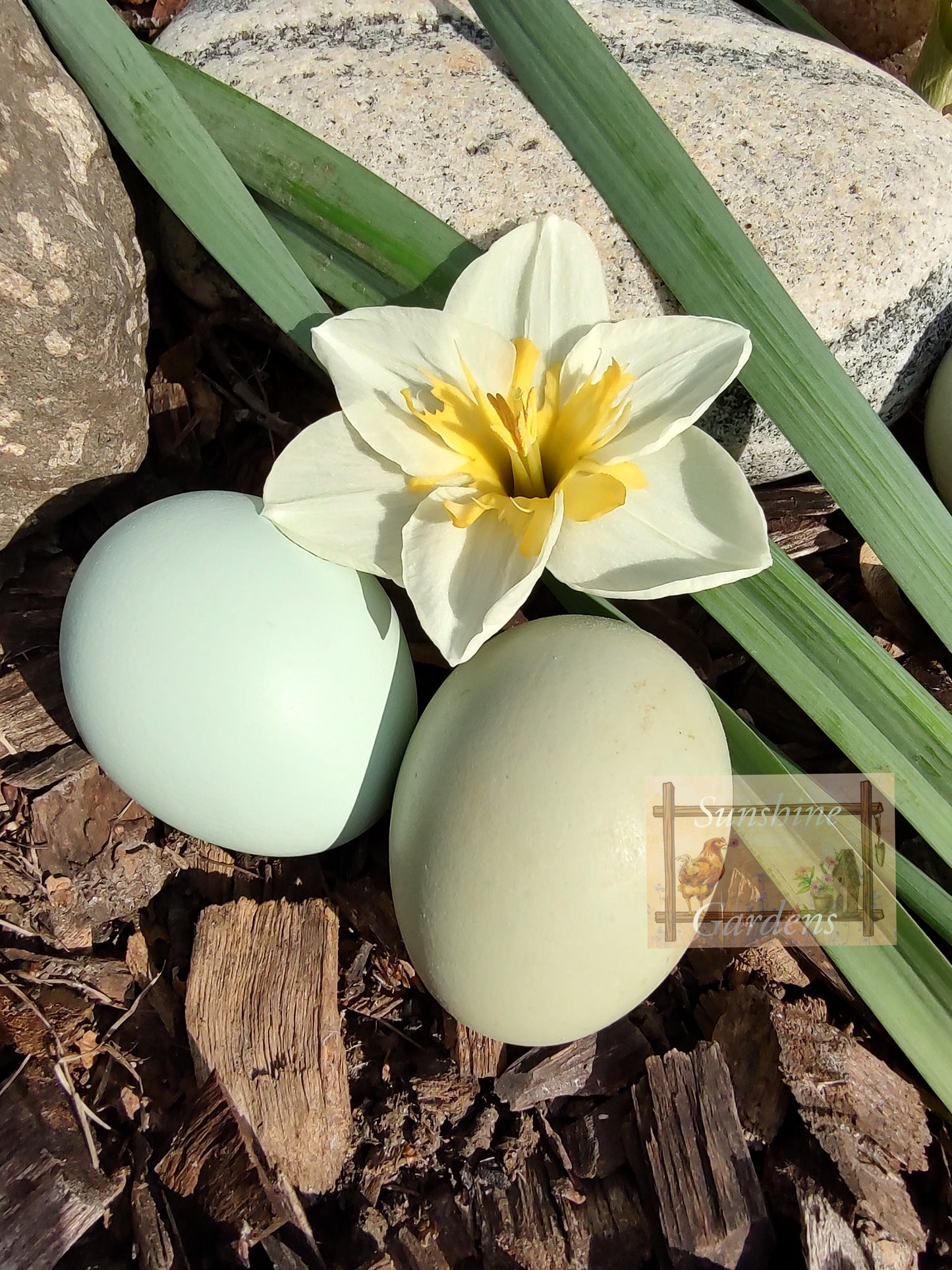 Christopher Lynn Easter Eggers (CLEE) - 12 Hatching Eggs*
