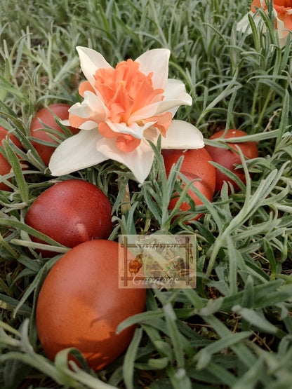 Black Tailed Red Marans (BTR) - Straight run ONLY*