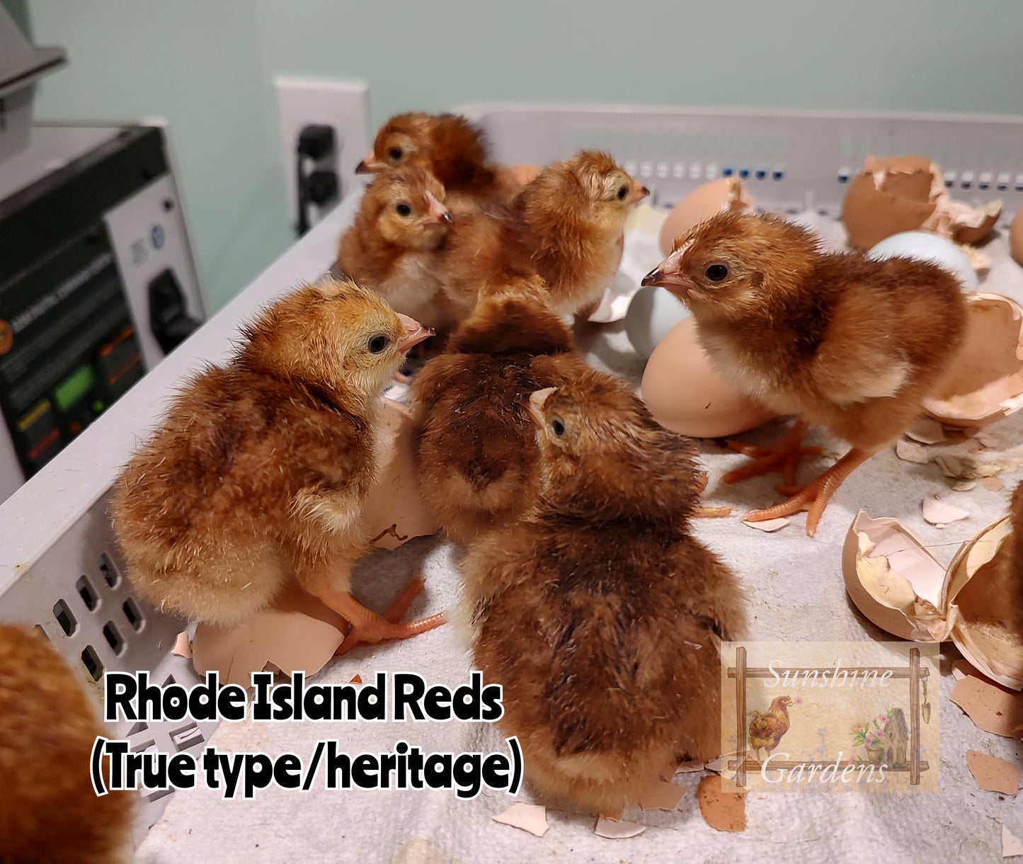 Heritage Rhode Island Reds - 6 Hatching Eggs*