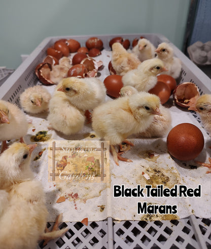 Black Tailed Red Marans (BTR) - Straight run ONLY*