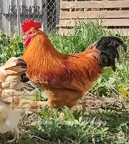 Black Tailed Red Marans (BTR) - Straight run ONLY*