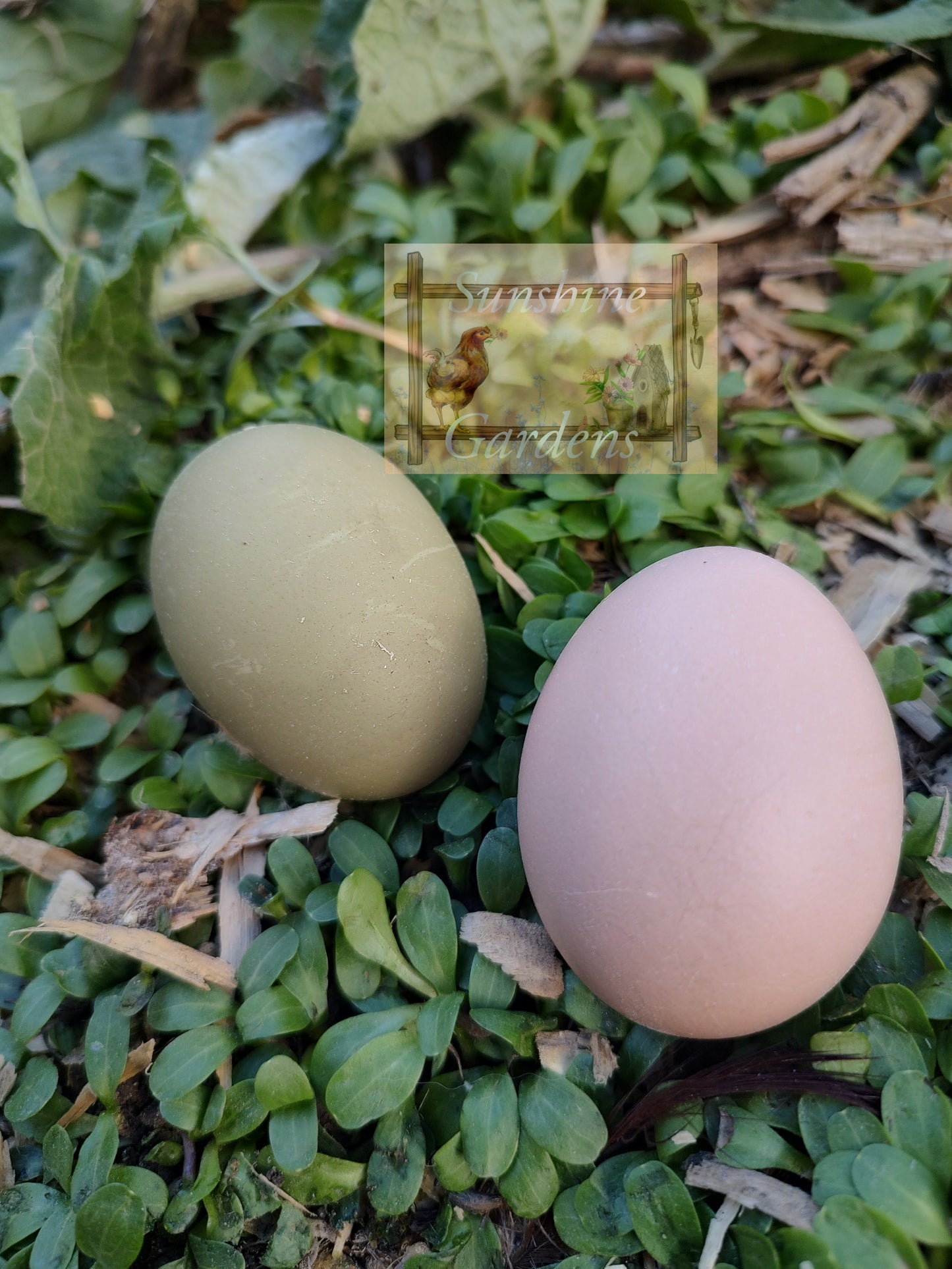 Christopher Lynn Easter Eggers (CLEE) - 12 Hatching Eggs*