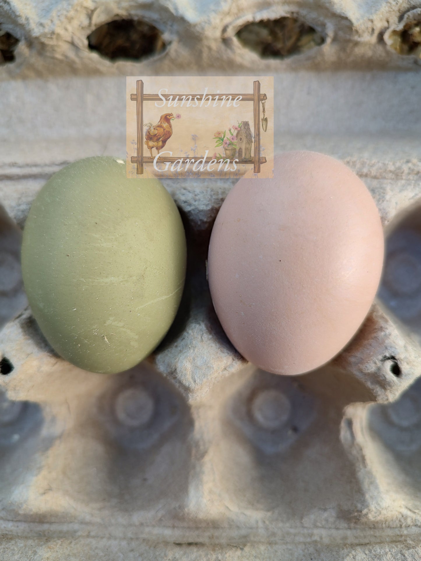 Christopher Lynn Easter Eggers (CLEE) - 12 Hatching Eggs*