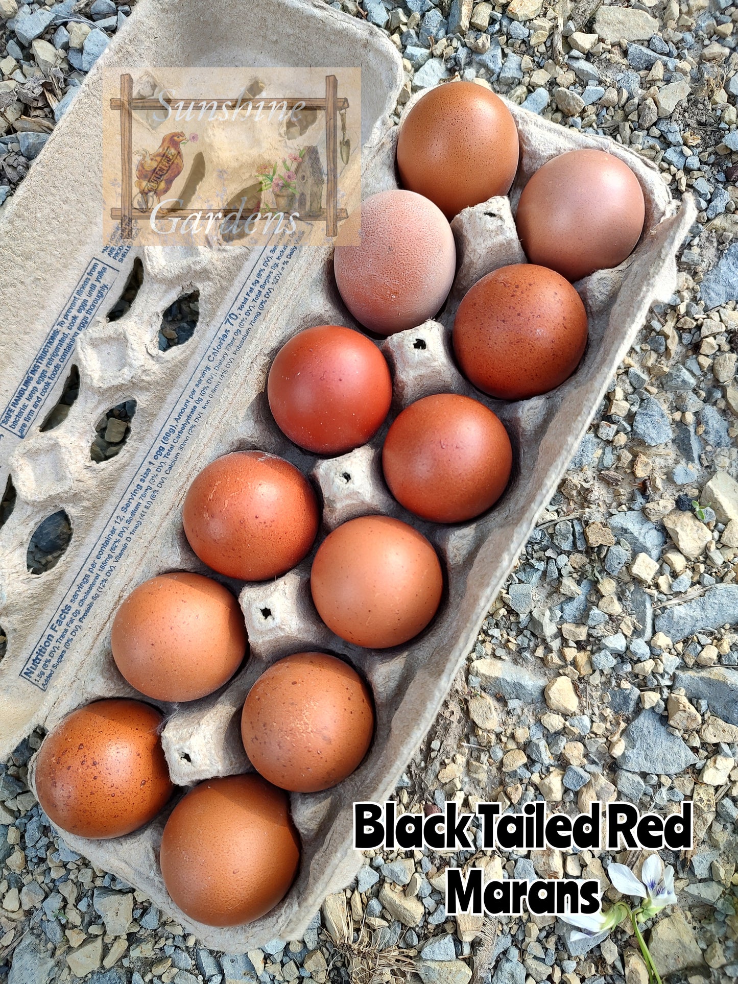 Black Tailed Red Marans - 12 Hatching Eggs*