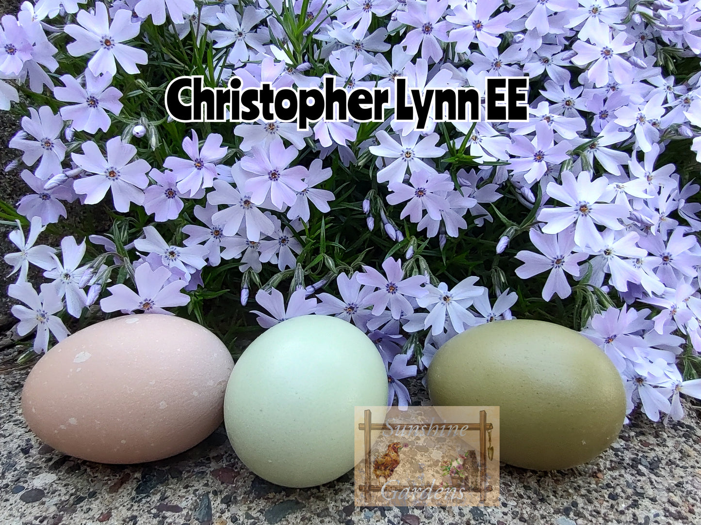 Christopher Lynn Easter Eggers (CLEE) - 12 Hatching Eggs*