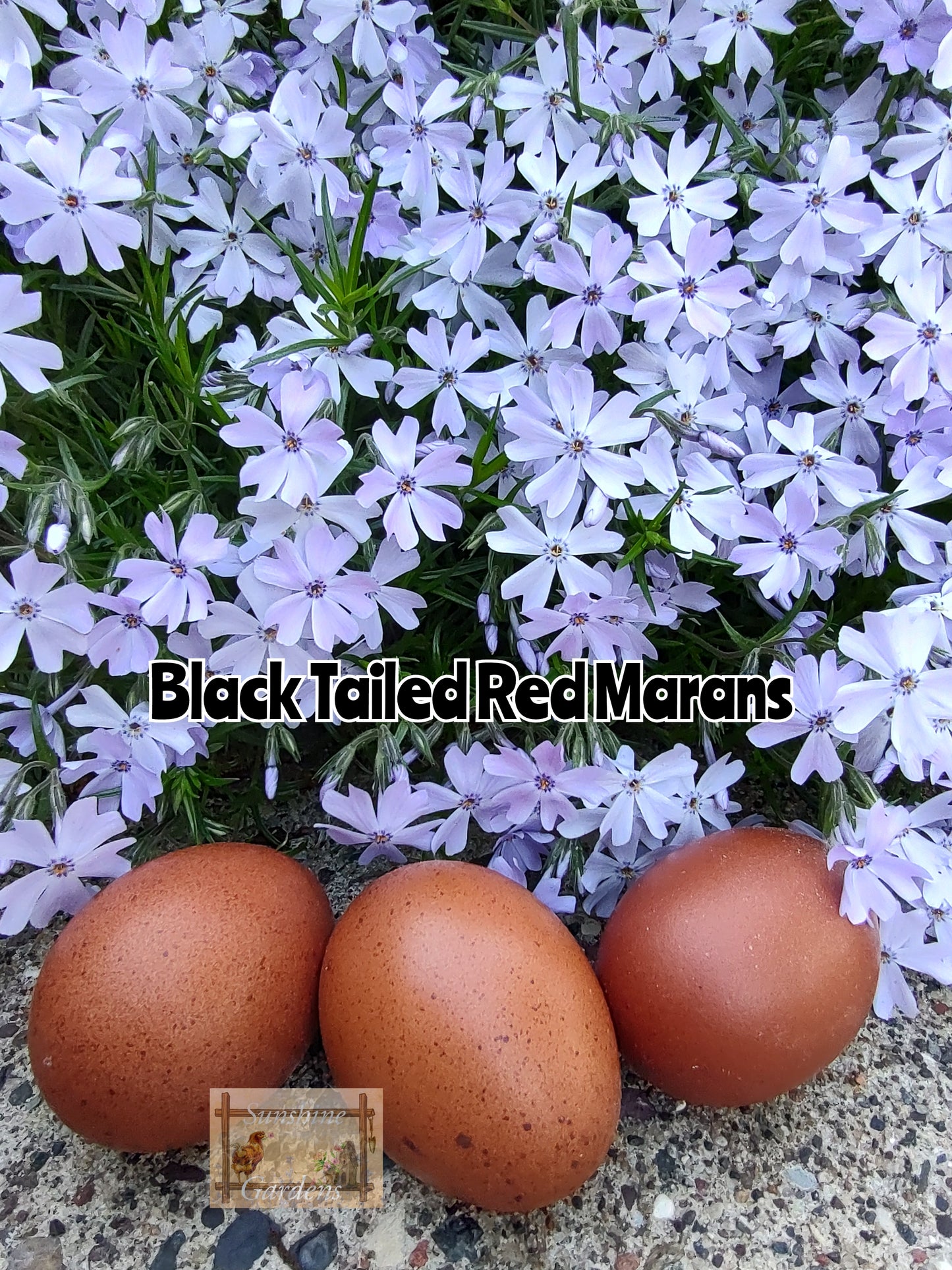 Black Tailed Red Marans - 12 Hatching Eggs*