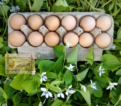 Heritage Rhode Island Reds - 6 Hatching Eggs*