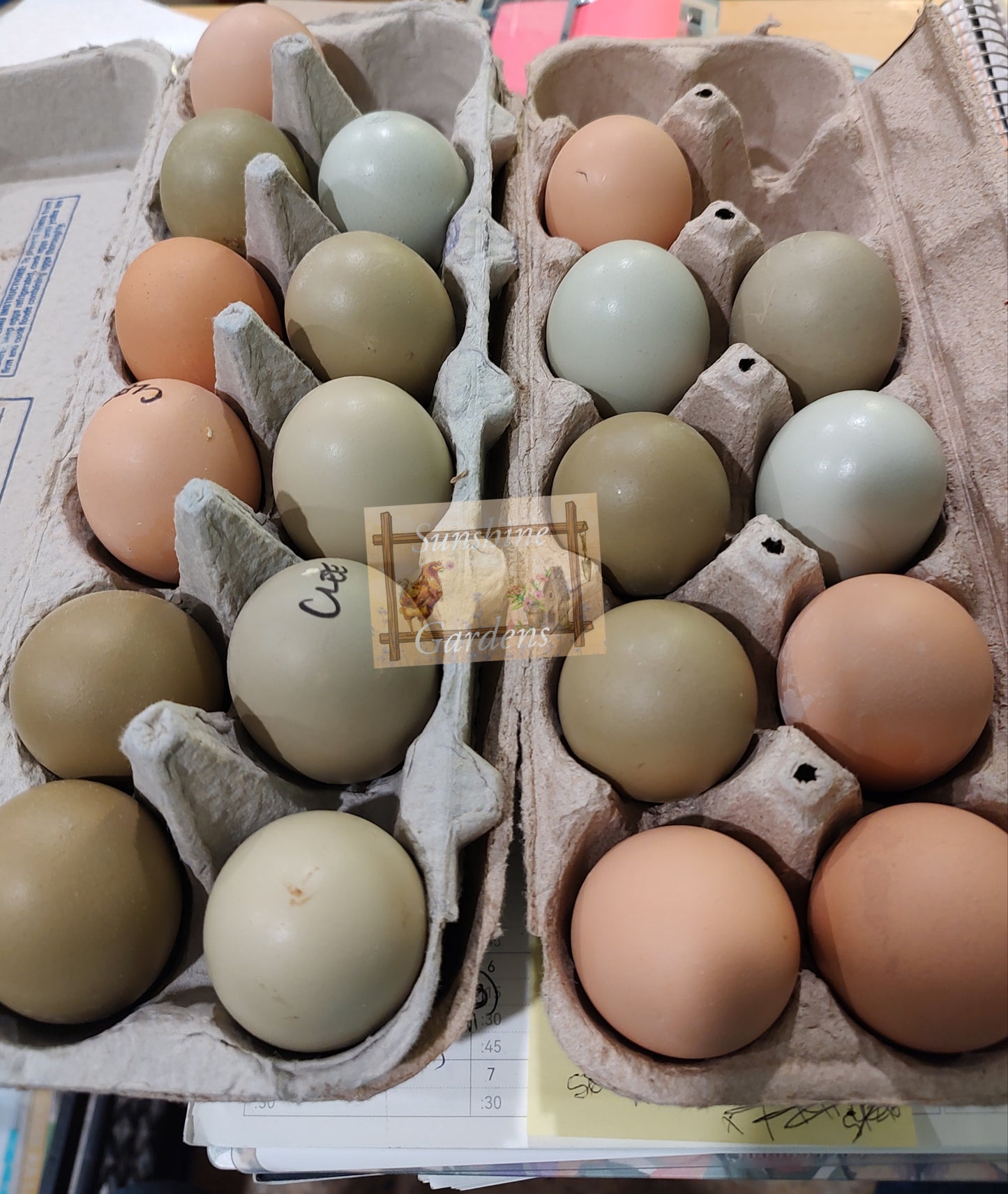 Christopher Lynn Easter Eggers (CLEE) - 12 Hatching Eggs*