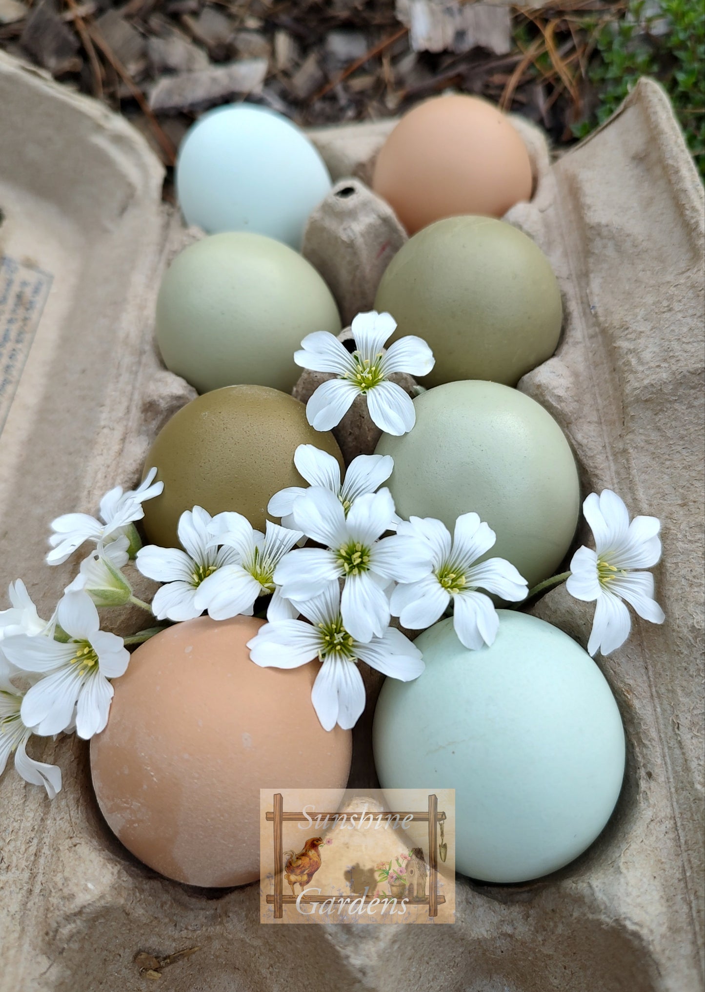 Christopher Lynn Easter Eggers (CLEE) - 12 Hatching Eggs*