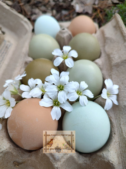 Christopher Lynn Easter Eggers (CLEE) - 6 Hatching Eggs*
