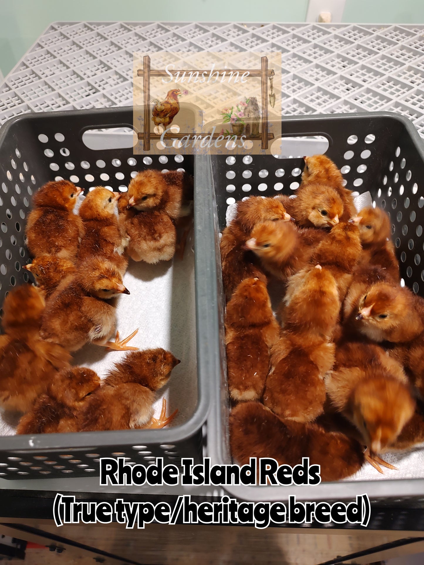 Heritage Rhode Island Reds - 6 Hatching Eggs*