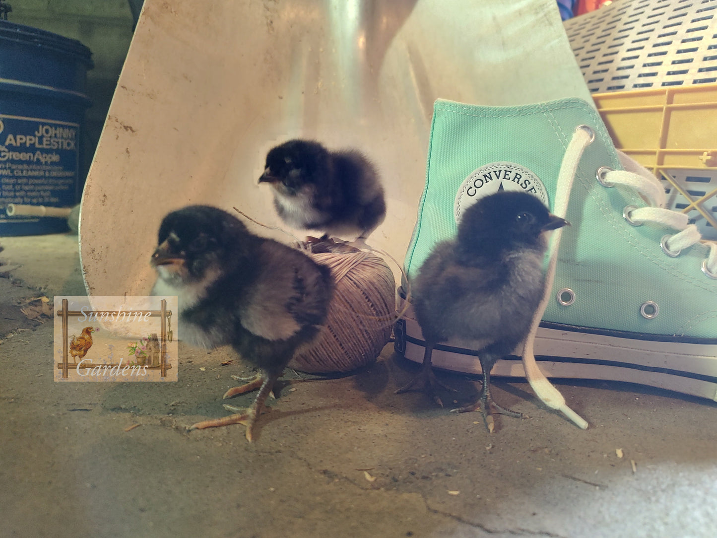 Christopher Lynn Easter Eggers (CLEE) - 12 Hatching Eggs*
