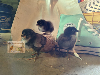 Christopher Lynn Easter Eggers (CLEE) - 12 Hatching Eggs*