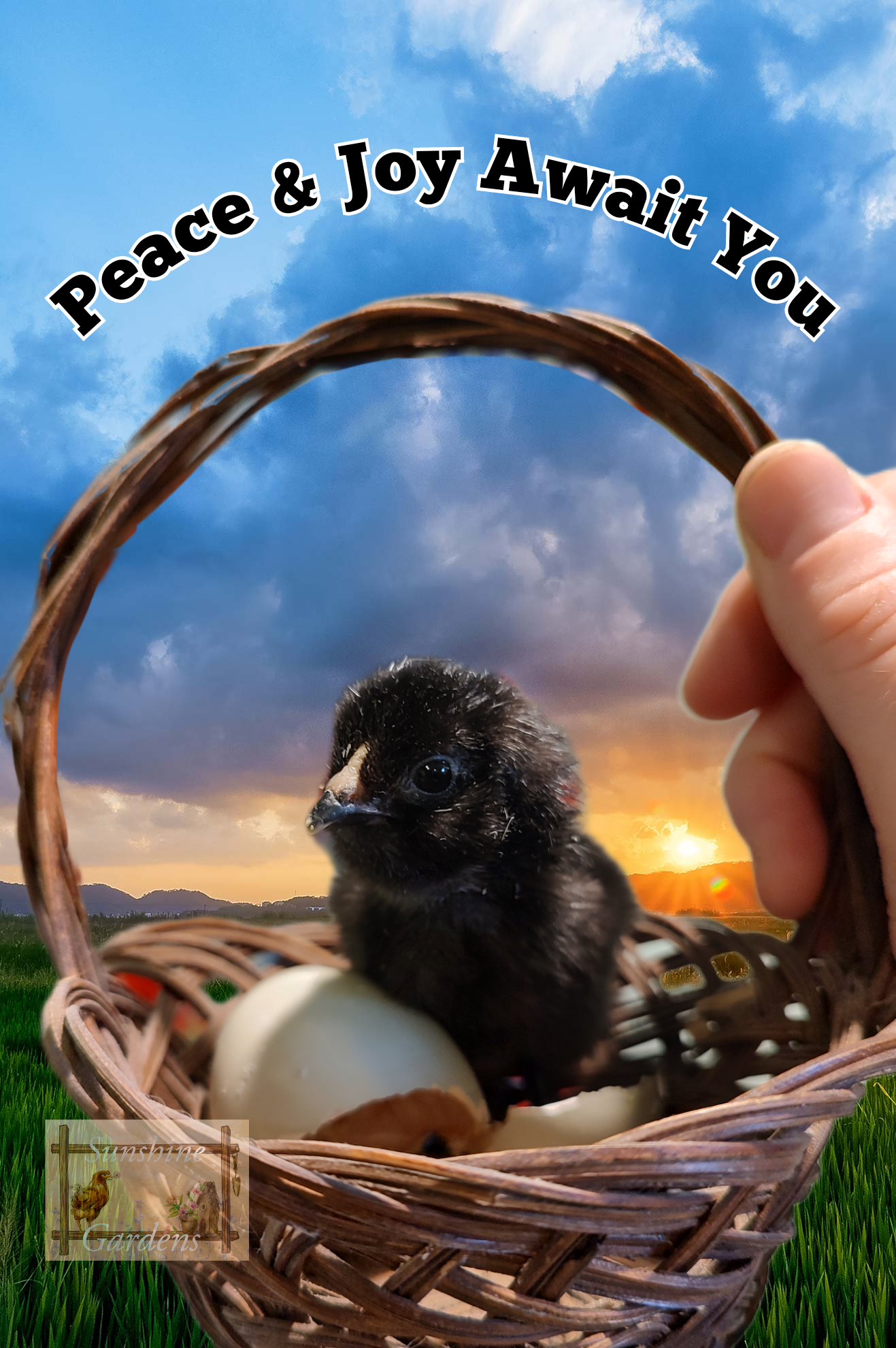 Christopher Lynn Easter Eggers (CLEE) - 12 Hatching Eggs*