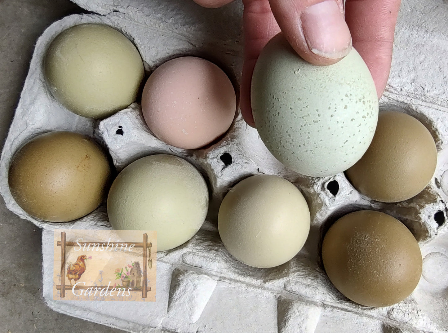 Christopher Lynn Easter Eggers (CLEE) - 12 Hatching Eggs*