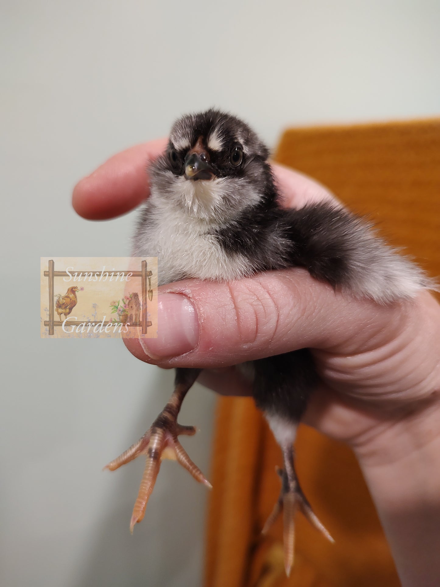 Christopher Lynn Easter Eggers (CLEE) - 12 Hatching Eggs*