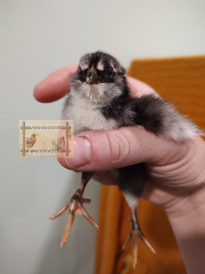 Christopher Lynn Easter Eggers (CLEE) - 12 Hatching Eggs*