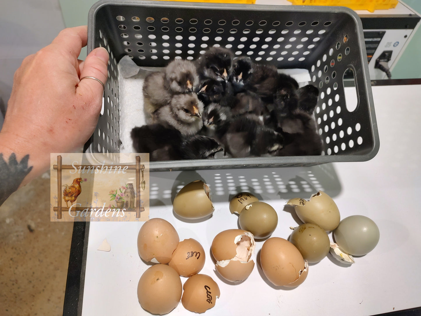 Christopher Lynn Easter Eggers (CLEE) - 12 Hatching Eggs*