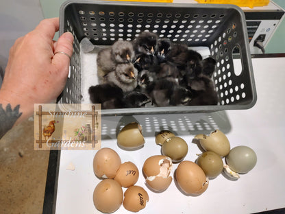 Christopher Lynn Easter Eggers (CLEE) - 12 Hatching Eggs*