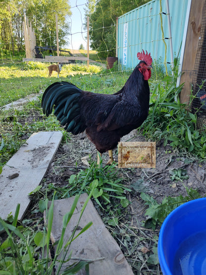 Heritage Rhode Island Red Cockerel