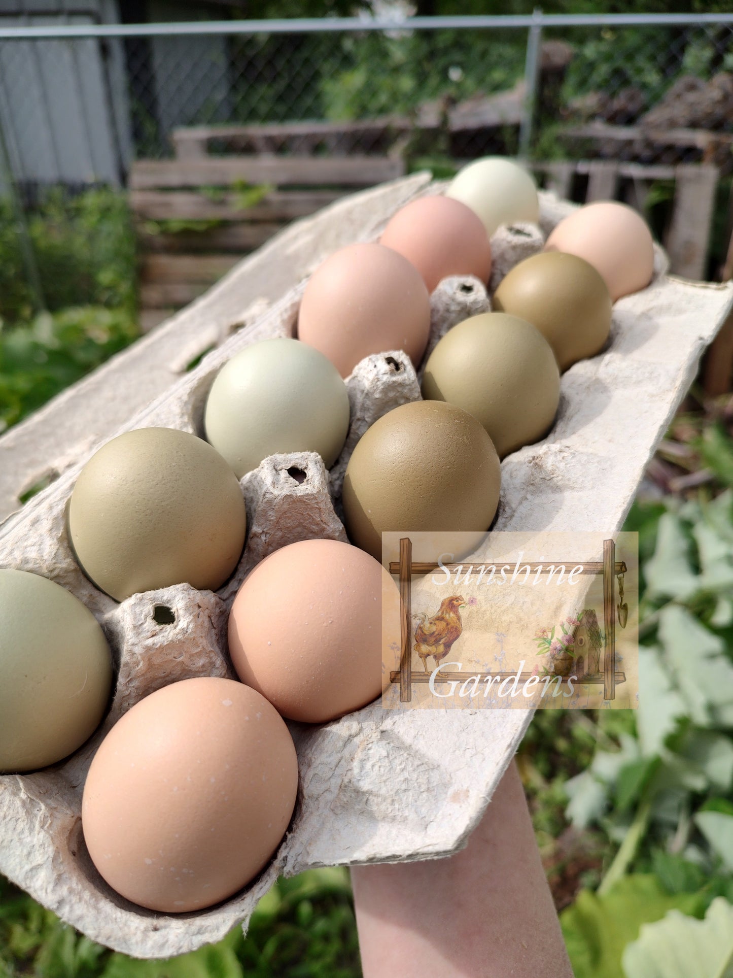 Christopher Lynn Easter Eggers (CLEE) - 12 Hatching Eggs*