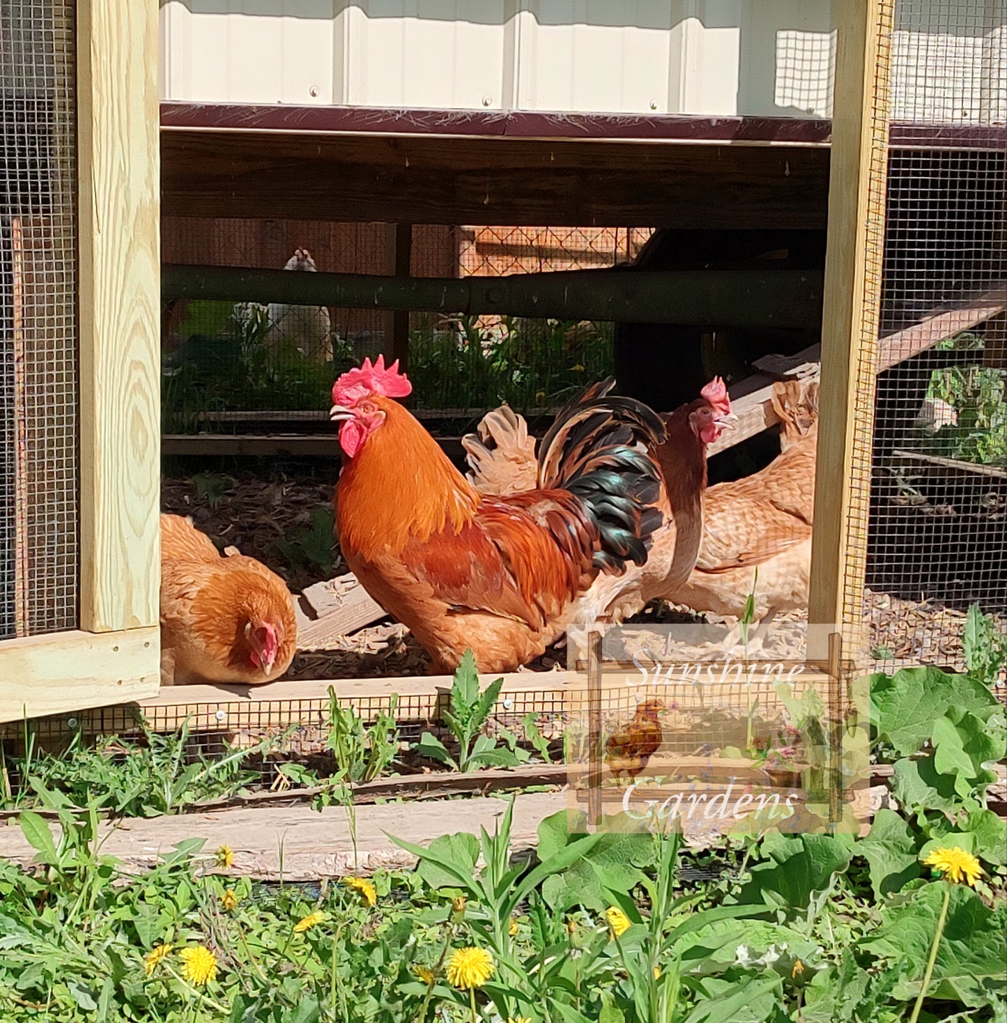 Black Tailed Red Marans (BTR) - Straight run ONLY*