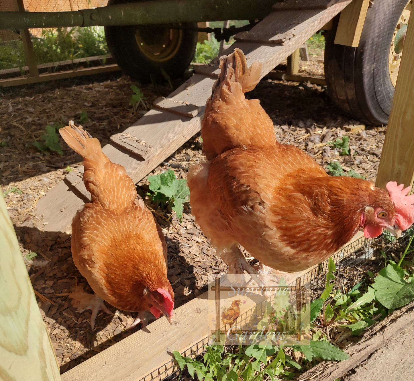 Black Tailed Red Marans (BTR) - Straight run ONLY*