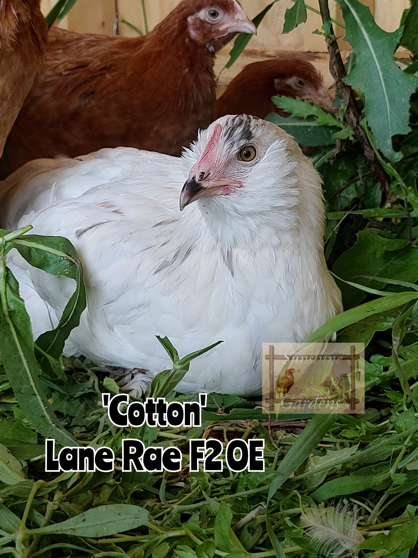 Lane Rae Olive Eggers (LROE) Multi-generation - Straight run ONLY*