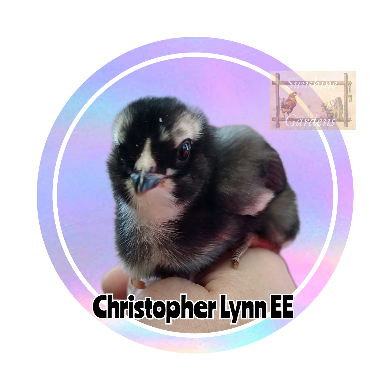 Christopher Lynn Easter Eggers (CLEE) - 12 Hatching Eggs*