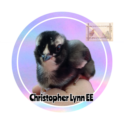 Christopher Lynn Easter Eggers (CLEE) - 12 Hatching Eggs*