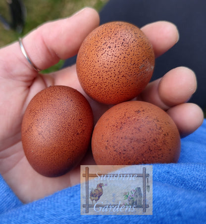 Black Tailed Red Marans (BTR) - Straight run ONLY*