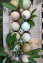 Christopher Lynn Easter Eggers (CLEE) - 12 Hatching Eggs*