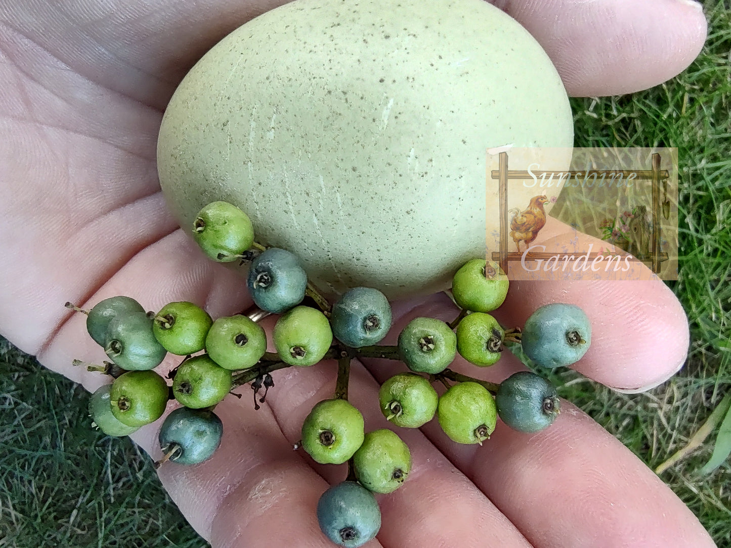 Christopher Lynn Easter Eggers (CLEE) - 12 Hatching Eggs*