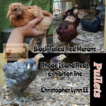 6-8 week old Pullets