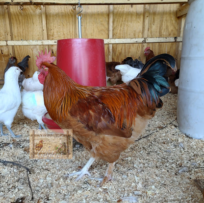 Black Tailed Red Marans (BTR) - Straight run ONLY*