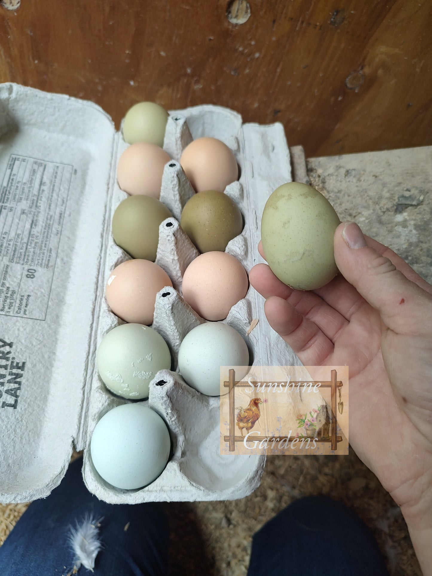 Christopher Lynn Easter Eggers (CLEE) - 12 Hatching Eggs*