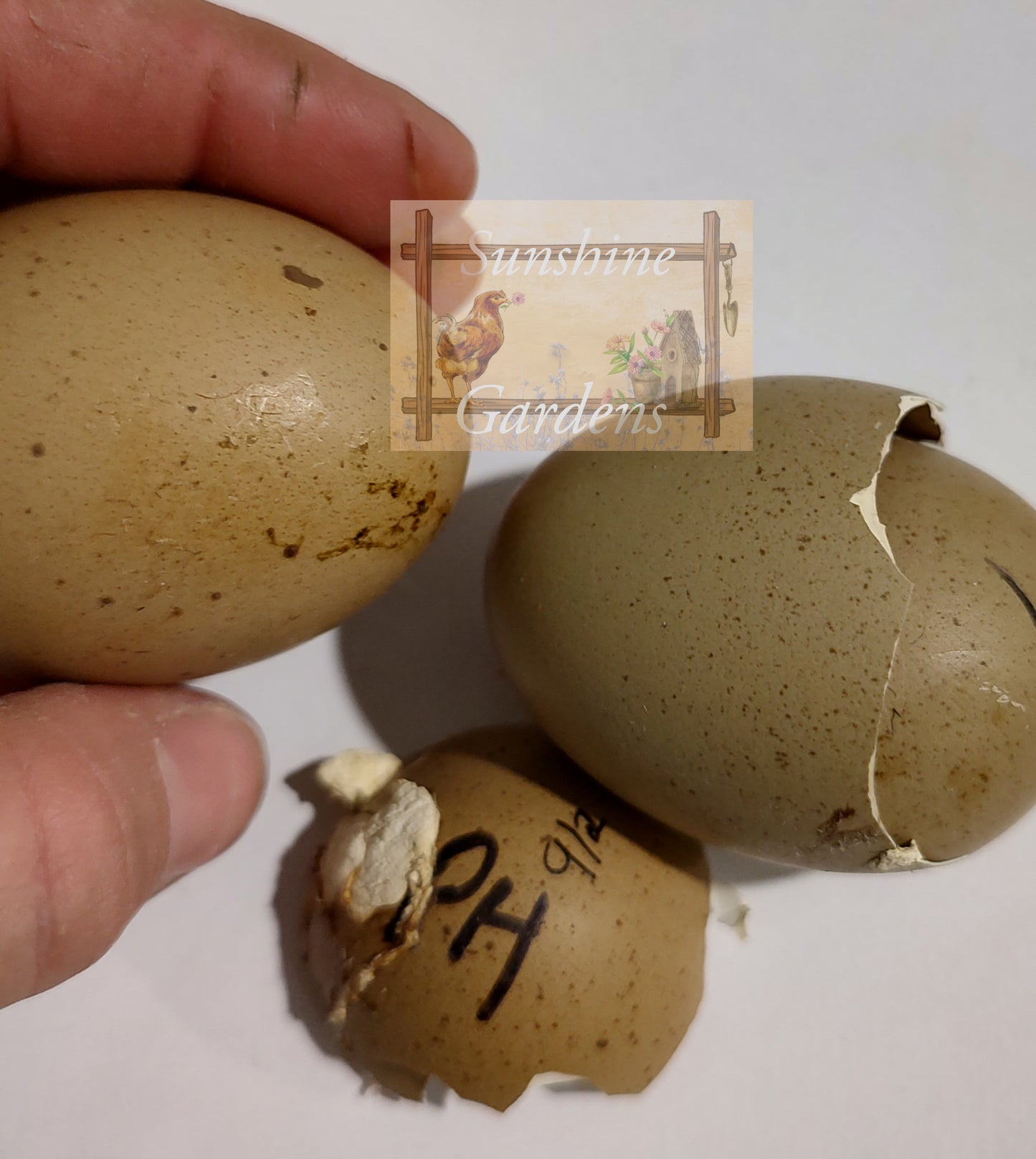 Lane Rae Olive Eggers (LROE) - Multi-generation - 6 Hatching Eggs*