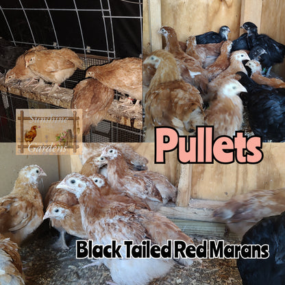 6-8 week old Pullets