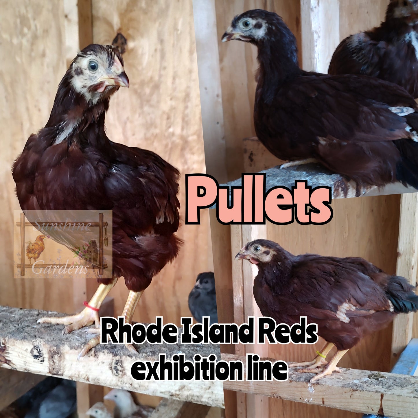 Heritage Rhode Island Red - Pullet - 8 Weeks old