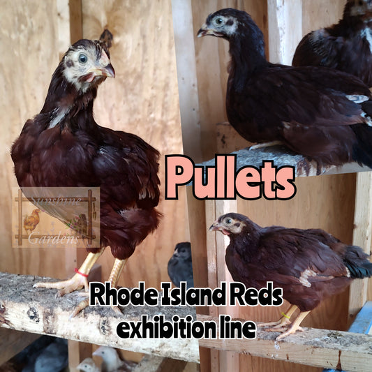 Heritage Rhode Island Red - Pullet - 8 Weeks old