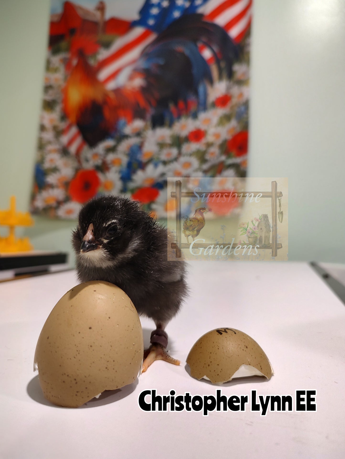 Lane Rae Olive Eggers (LROE) - Multi-generation - 6 Hatching Eggs*