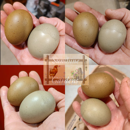 Lane Rae Olive Eggers (LROE) multi-generation - 12 Hatching Eggs*