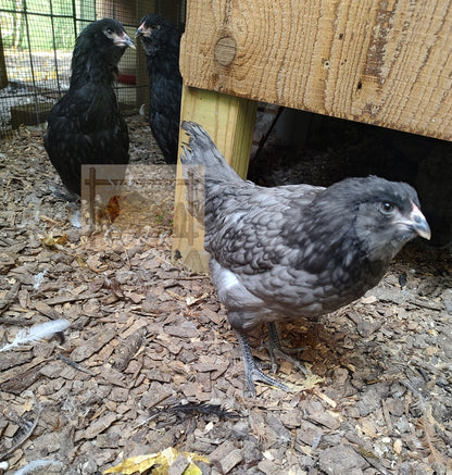Christopher Lynn Easter Eggers - Pullet -8 week old