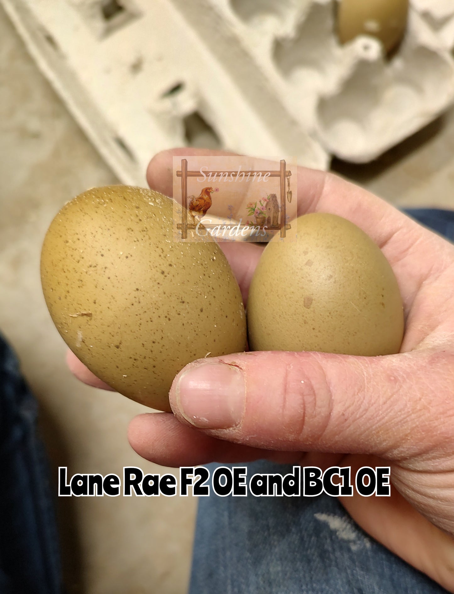 Lane Rae Olive Eggers (LROE) - Multi-generation - 6 Hatching Eggs*