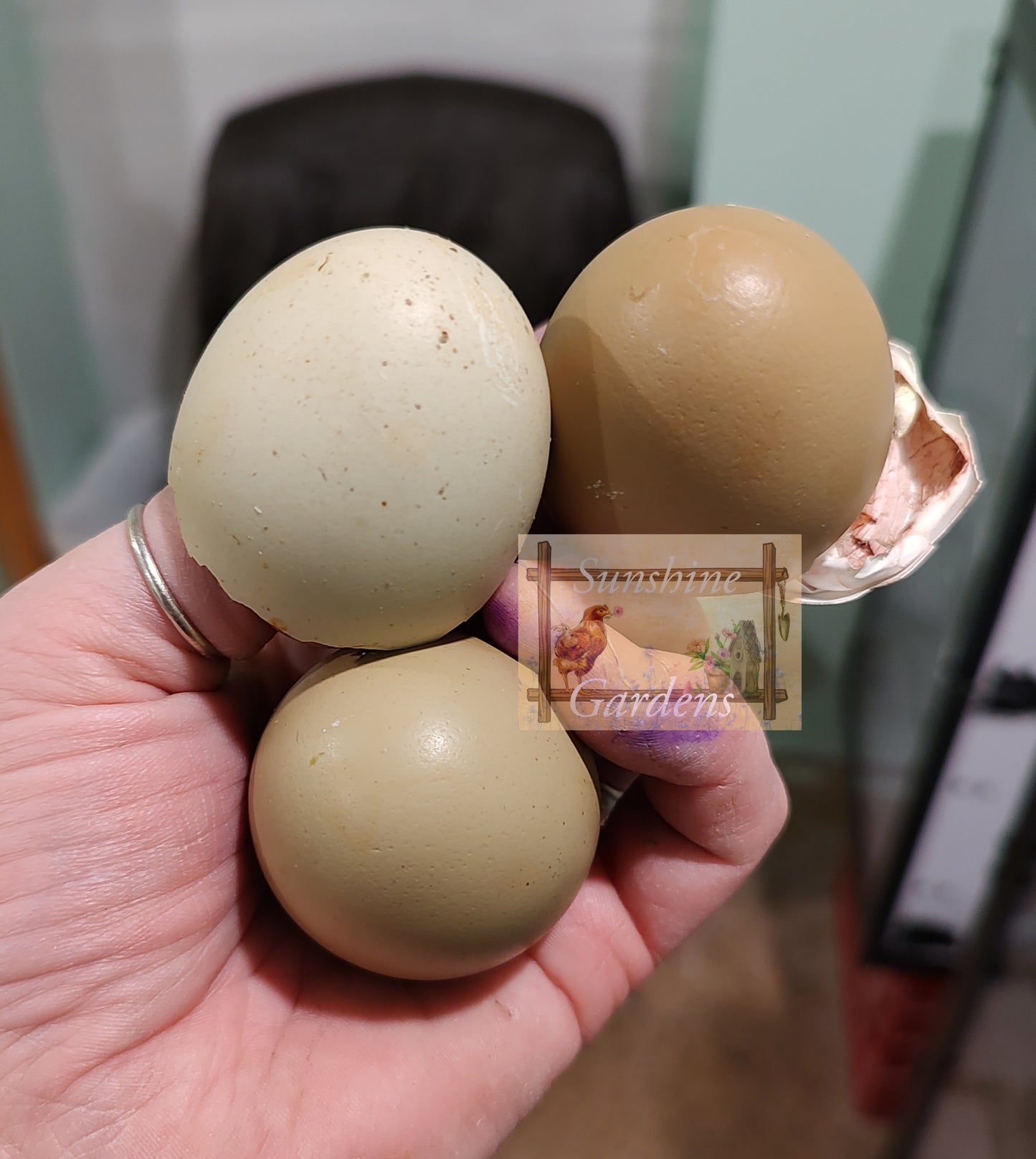 Lane Rae Olive Eggers (LROE) - Multi-generation - 6 Hatching Eggs*