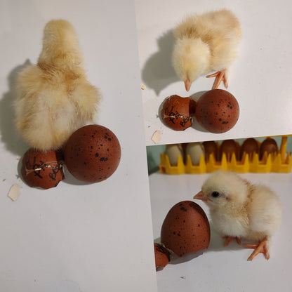 Black Tailed Red Marans - 6 Hatching Eggs*