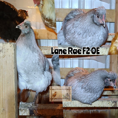 Lane Rae Olive Eggers (LROE) Multi-generation - Straight run ONLY*