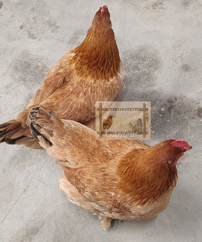 Black Tailed Red Marans (BTR) - Straight run ONLY*