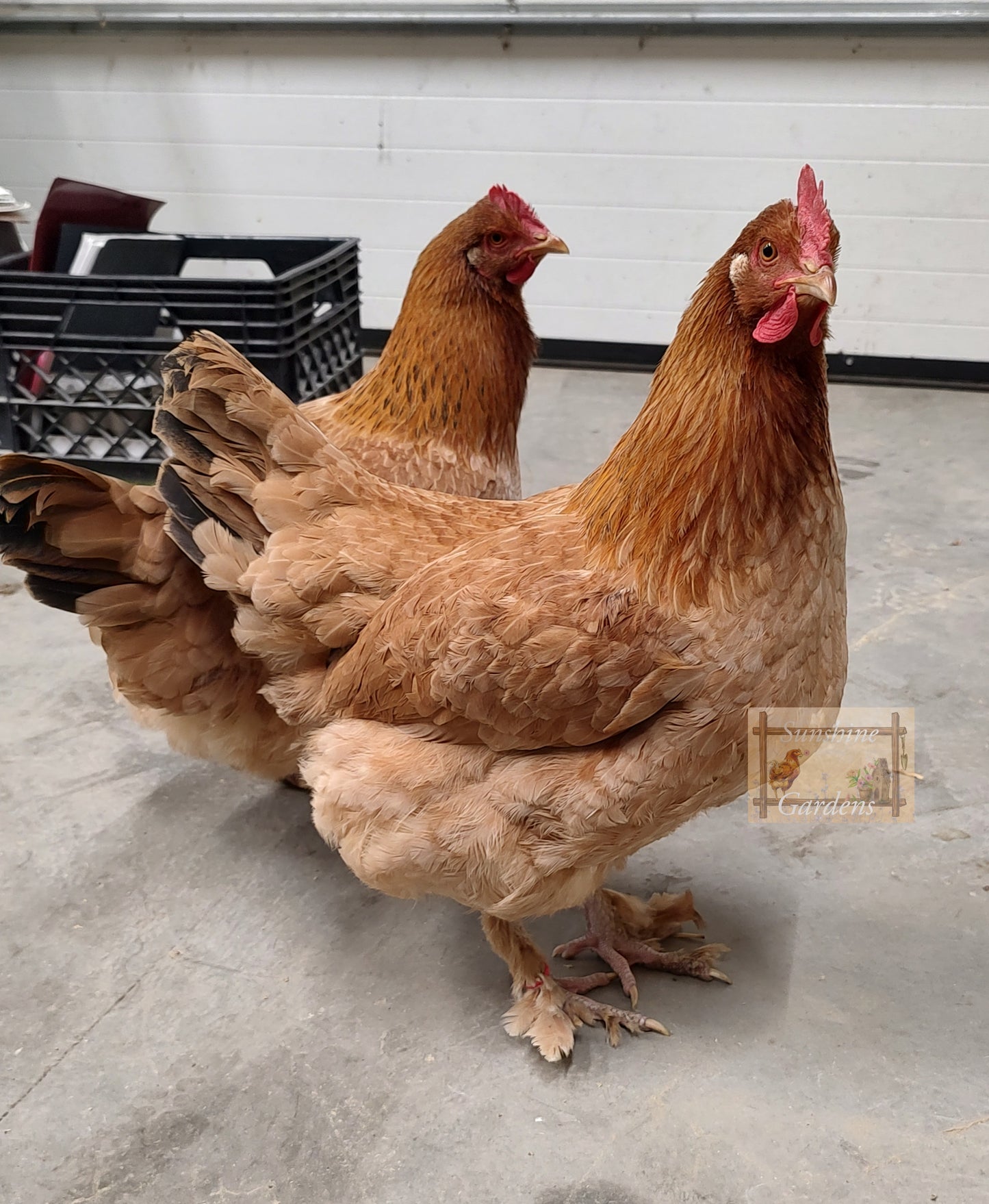 Black Tailed Red Marans (BTR) - Straight run ONLY*