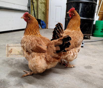 Black Tailed Red Marans (BTR) - Straight run ONLY*